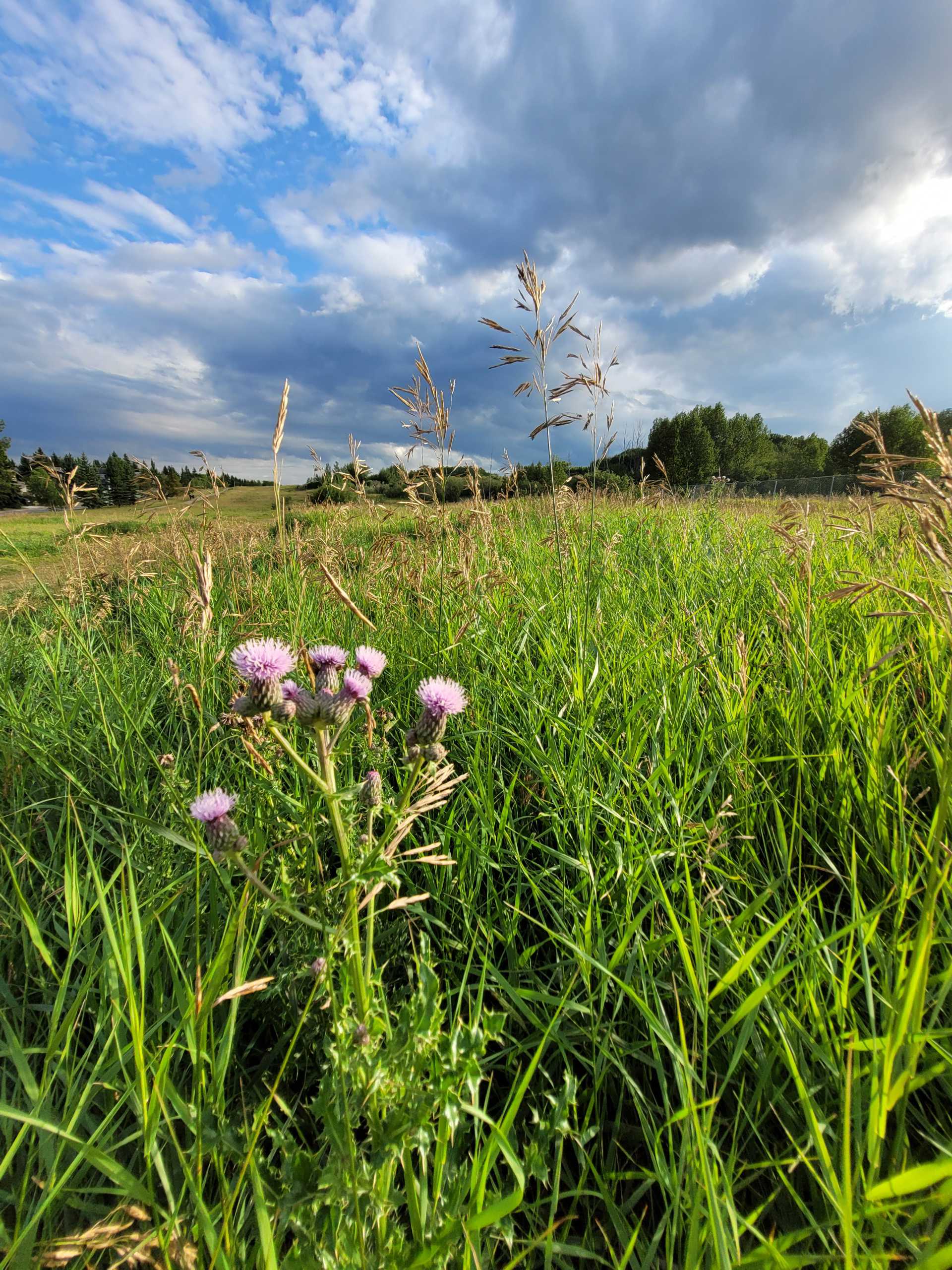 Pink thistles in a green field with a blue sky with puffy clouds