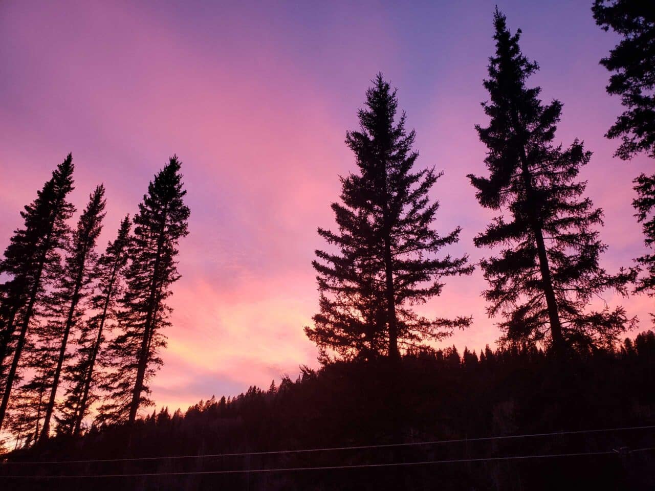 Trees On The Horizon At Sunset