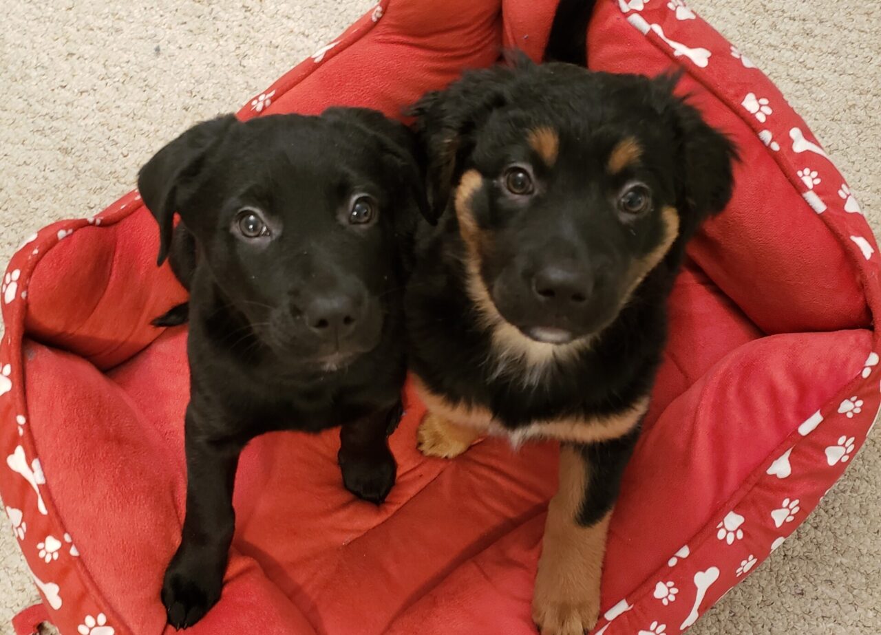 Two small puppies looking at the camera, on a red dog bed. 