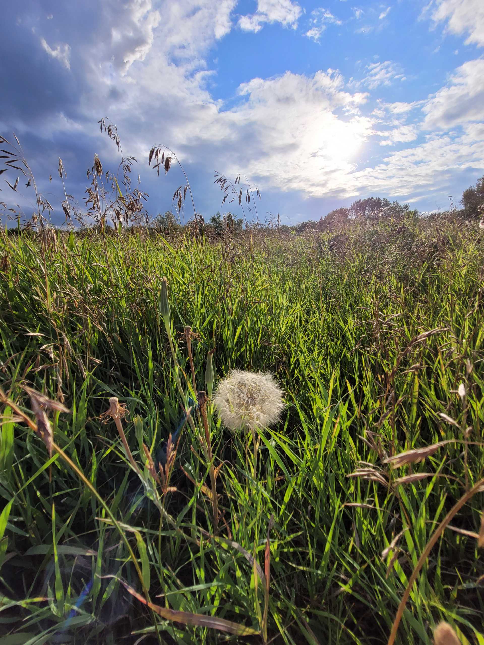 Dandelion In Green Field