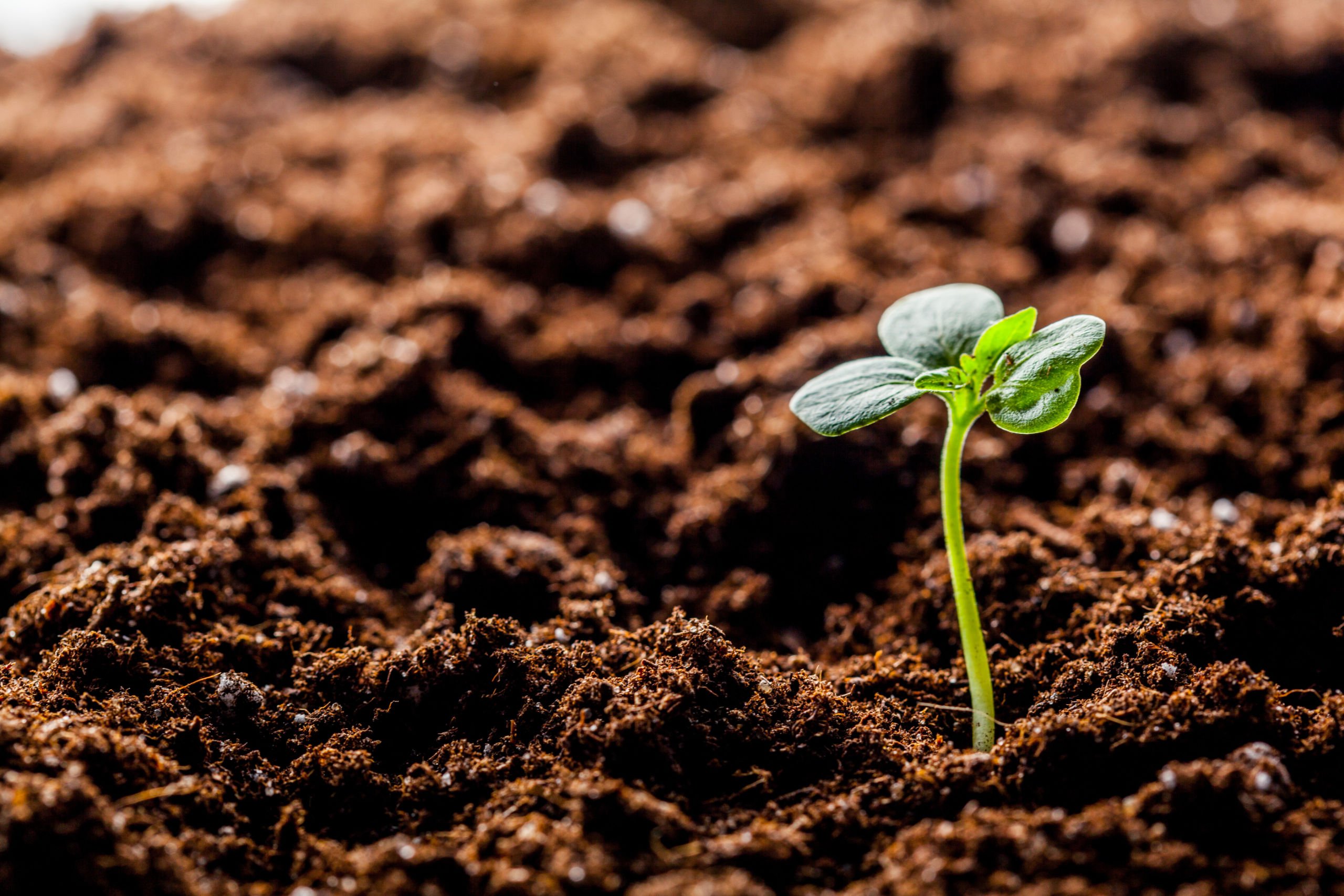 Sprout growing from soil